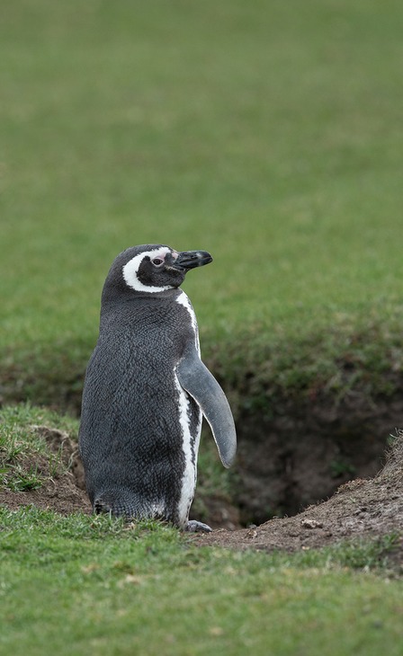 magellanic penguin