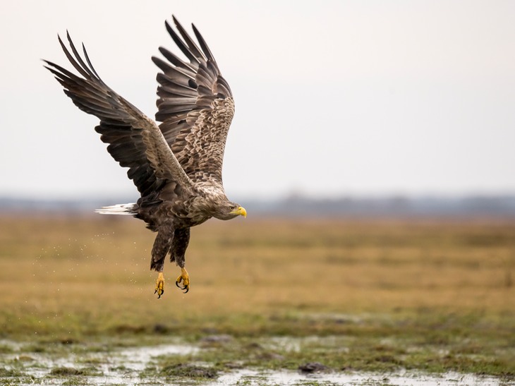 white tailed eagle