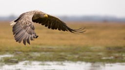 white tailed eagle