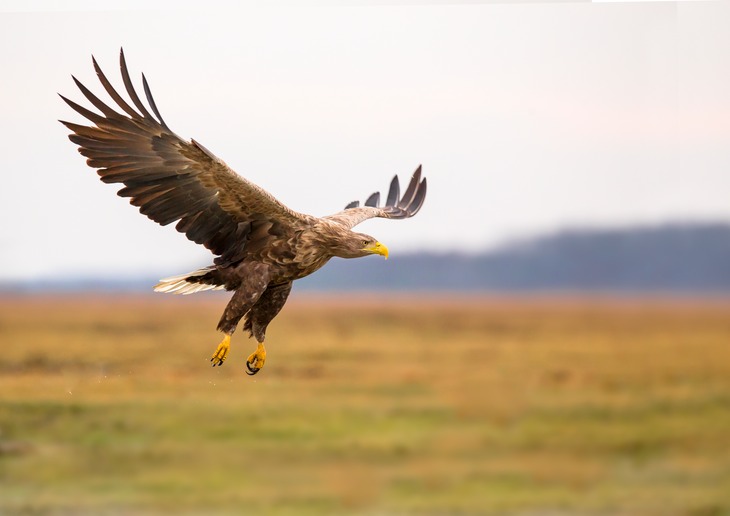 white tailed eagle