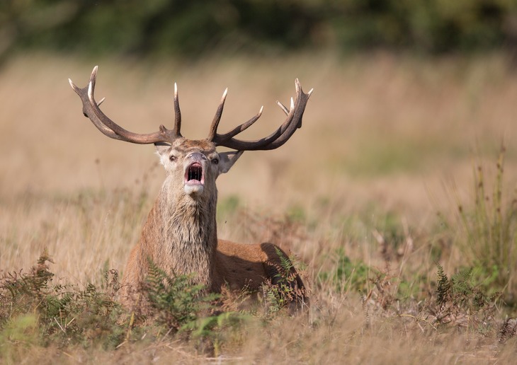 red deer