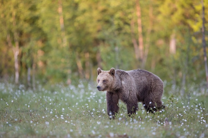 brown bear