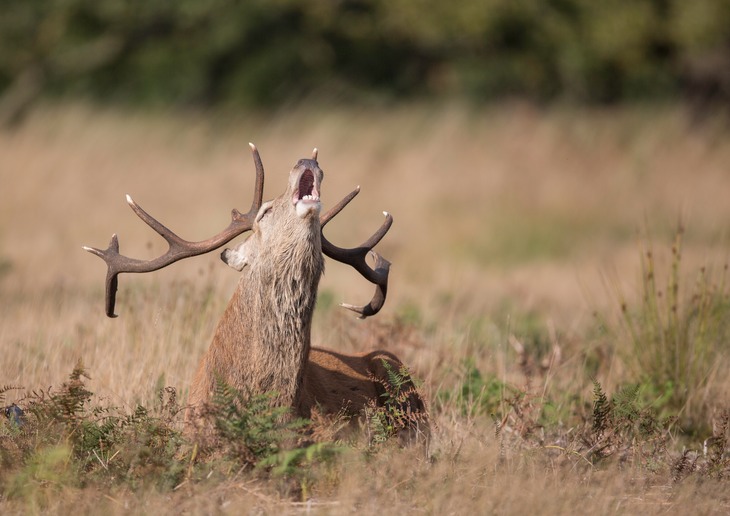 red deer