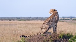 cheetah