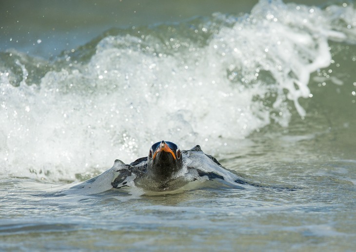 gentoo penguin