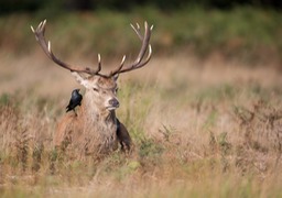 red deer