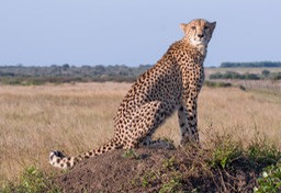 cheetah