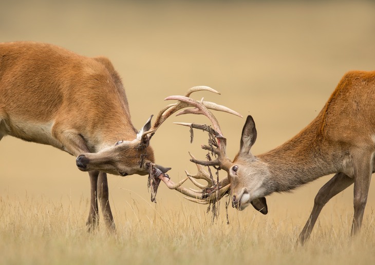 red deer