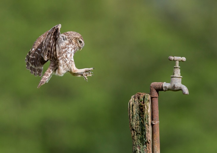 little owl