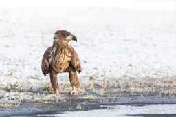 white tailed eagle