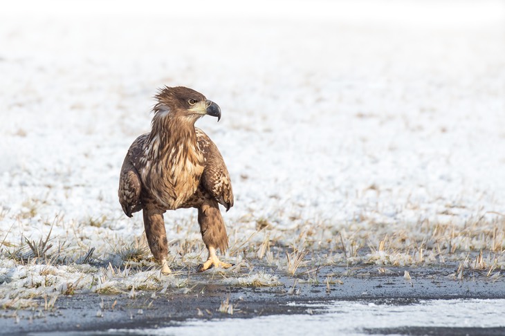 white tailed eagle