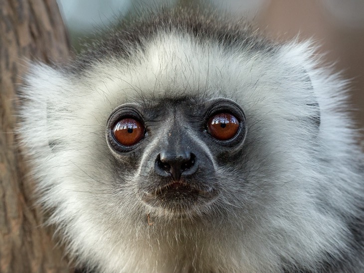 diademed sifaka