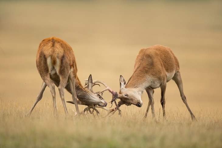 red deer