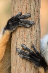 diademed sifaka