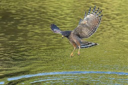 roadside hawk