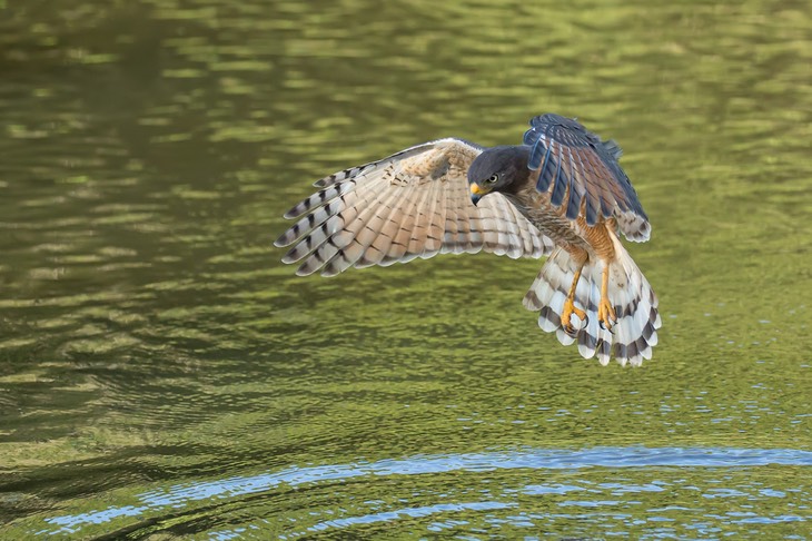 roadside hawk