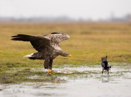 white tailed eagle