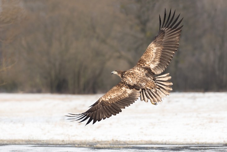 white tailed eagle