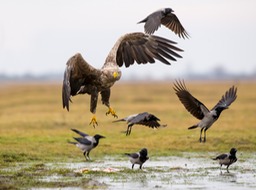 white tailed eagle