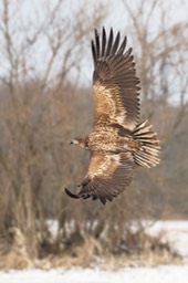 white tailed eagle