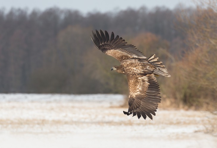 white tailed eagle