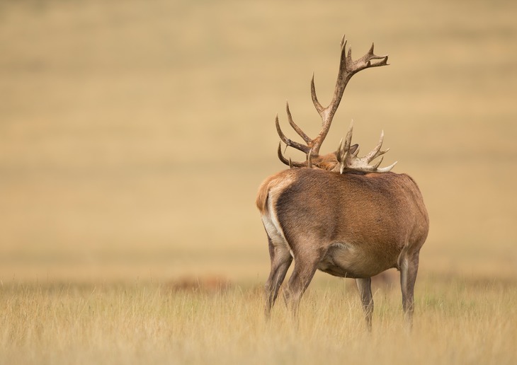 red deer