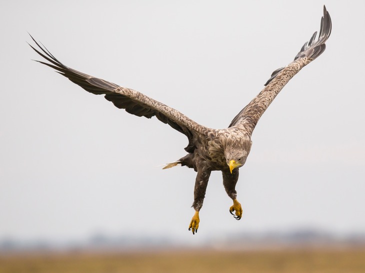 white tailed eagle