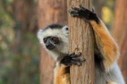 diademed sifaka