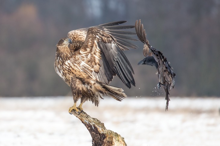 white tailed eagle