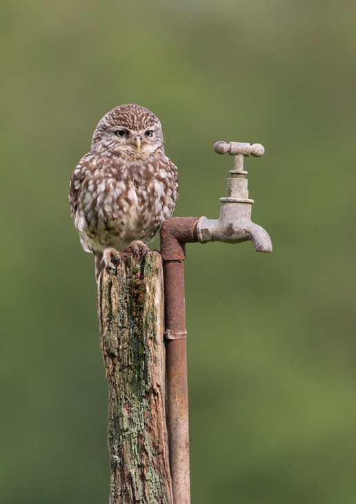 little owl