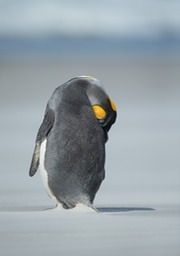 king penguin