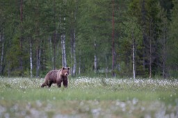 brown bear