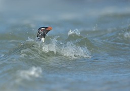 southern rockhopper penguin