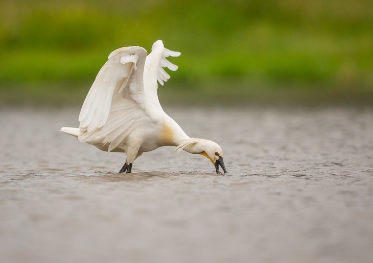 spoonbill