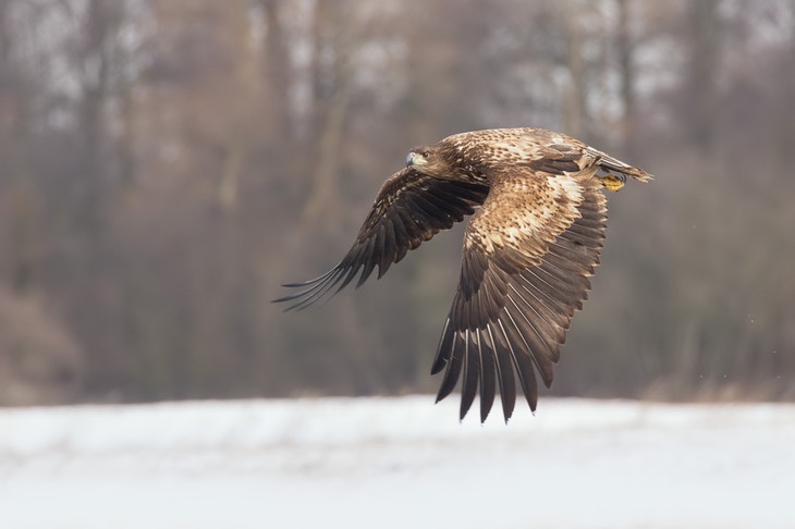 white tailed eagle