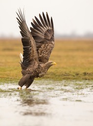 white tailed eagle