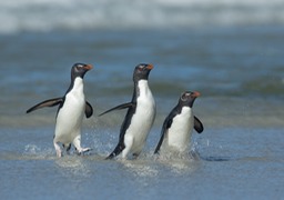 southern rockhopper penguin