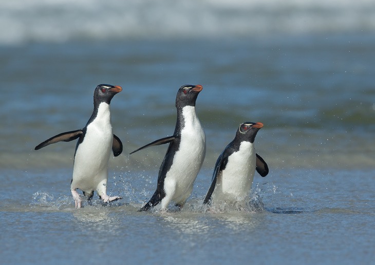 southern rockhopper penguin