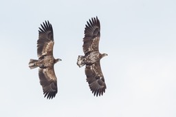 white tailed eagle