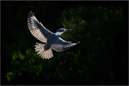 ringed kingfisher