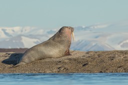 walrus