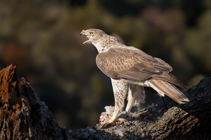 bonelli's eagle