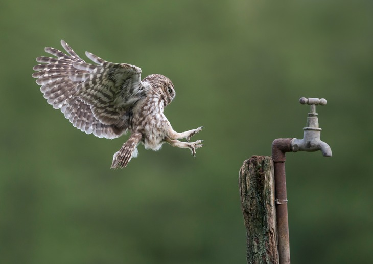 little owl