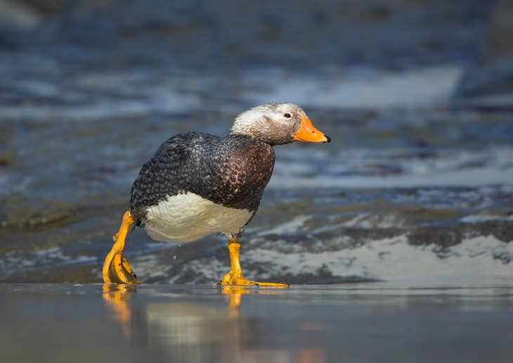 flightless steamer duck