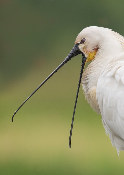 spoonbill