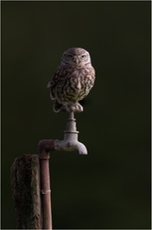 little owl