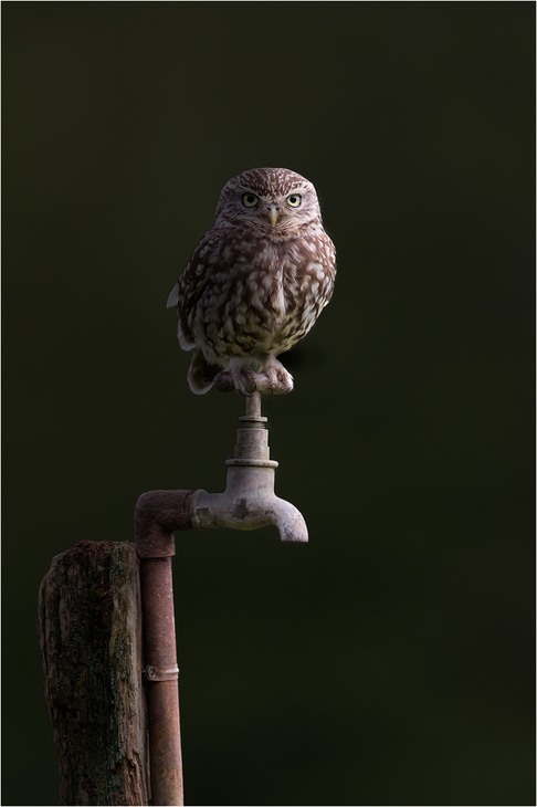 little owl