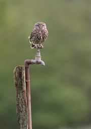 little owl