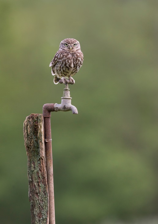 little owl