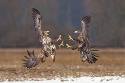 white tailed eagle